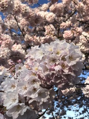 Prunus