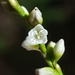 Persicaria punctata - Photo (c) Alex Abair, μερικά δικαιώματα διατηρούνται (CC BY-NC), uploaded by Alex Abair