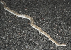 Arizona elegans candida