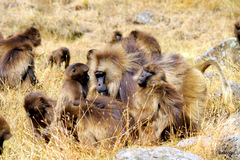 Theropithecus gelada