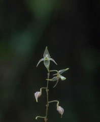 Pleurothallis languida