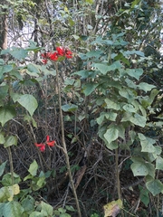 Erythrina ×sykesii