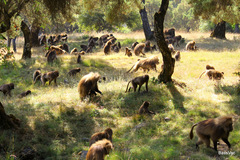 Theropithecus gelada
