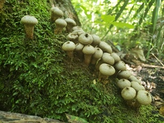 Apioperdon pyriforme image