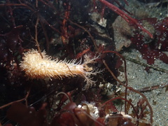 Eupentacta quinquesemita