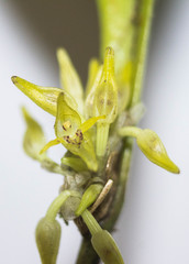 Pleurothallis chloroleuca