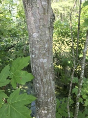 Acer rubrum drummondii