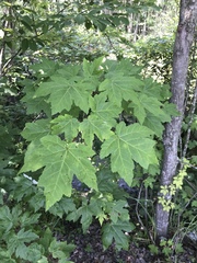 Acer rubrum drummondii