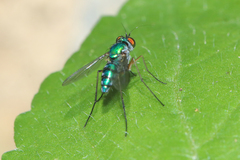 Chrysosoma globiferum