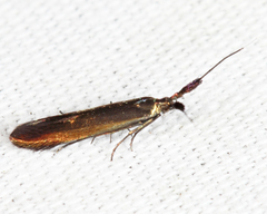 Coleophora mayrella