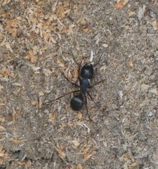 Camponotus modoc