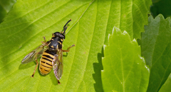 Temnostoma vespiforme