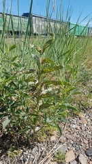 Thermopsis lanceolata
