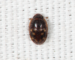 Cryptarcha strigatula