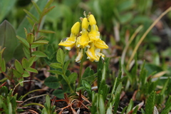 Astragalus umbellatus