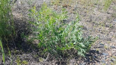 Saposhnikovia divaricata
