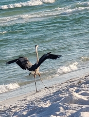 Ardea herodias