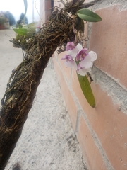 Caucaea