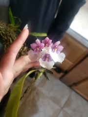 Caucaea