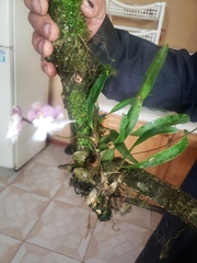 Caucaea