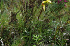 Tillandsia lajensis