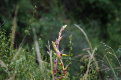 Tillandsia lajensis