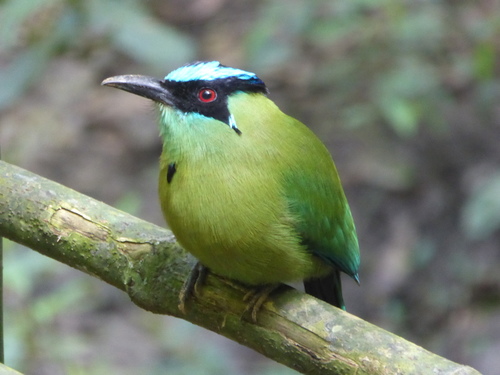 Momotus aequatorialis
