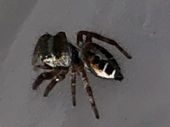 Phidippus vexans