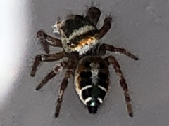 Phidippus vexans