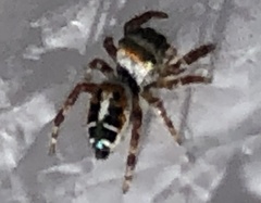 Phidippus vexans