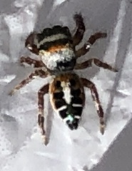 Phidippus vexans