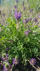 Oxytropis sylvatica