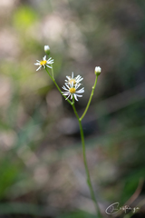 Erigeron vernus