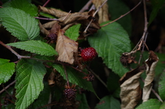 Rubus glaucus