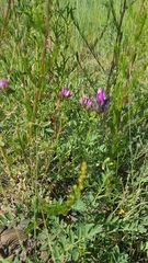 Astragalus davuricus