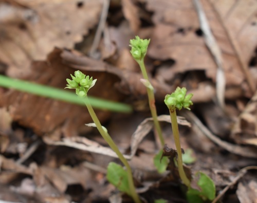 Image of Pyrola japonica by (c) Repina Tatyana, some rights reserved (CC BY)