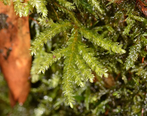 Hypnodendron vitiense Mitt.