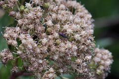 Astylus bourgeoisi