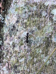 Myrmecothea myrmecoides