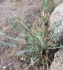Stephanomeria cichoriacea