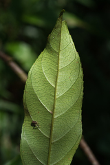 Itea parviflora