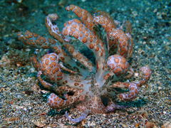 Phyllodesmium longicirrum