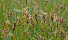 Carex pansa