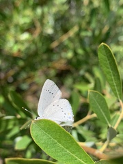 Satyrium sylvinus dryope