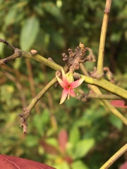 Anacardium