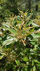 Notholithocarpus densiflorus echinoides