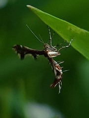 Geina tenuidactylus