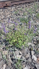 Dracocephalum olchonense