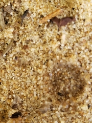 Monomorium minimum