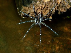 Dolomedes mizhoanus